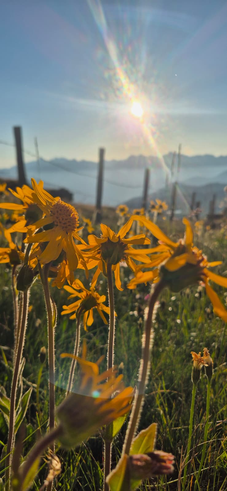 Eintauchen in die Stille: Blumenwiesen & innere Kraft